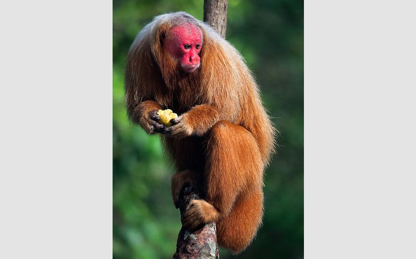 Uakari