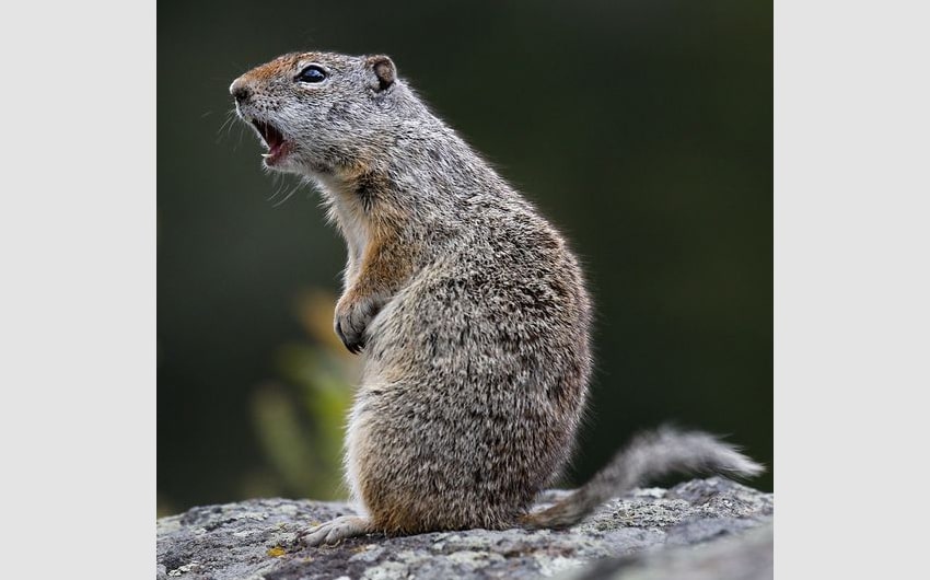 Uinta Ground Squirrel