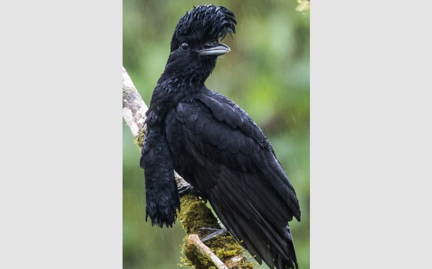 Umbrella Bird