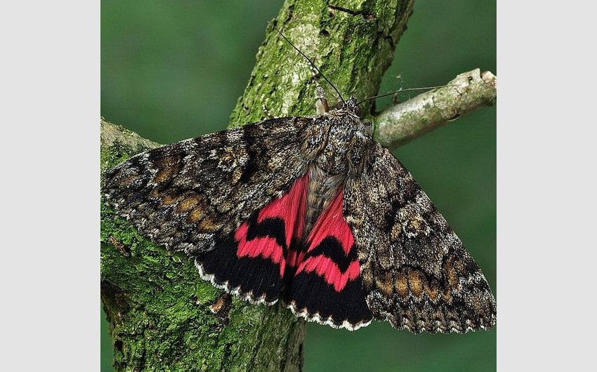 Underwing Moth