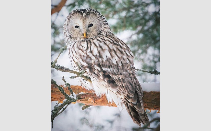 Ural Owl