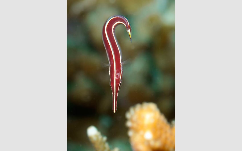 Urchin Clingfish