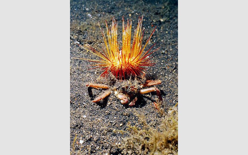 Urchin Crab