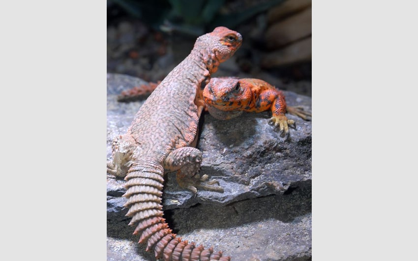 Uromastyx