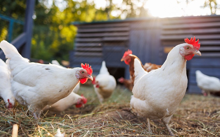 chicken names