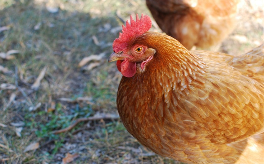 chicken names