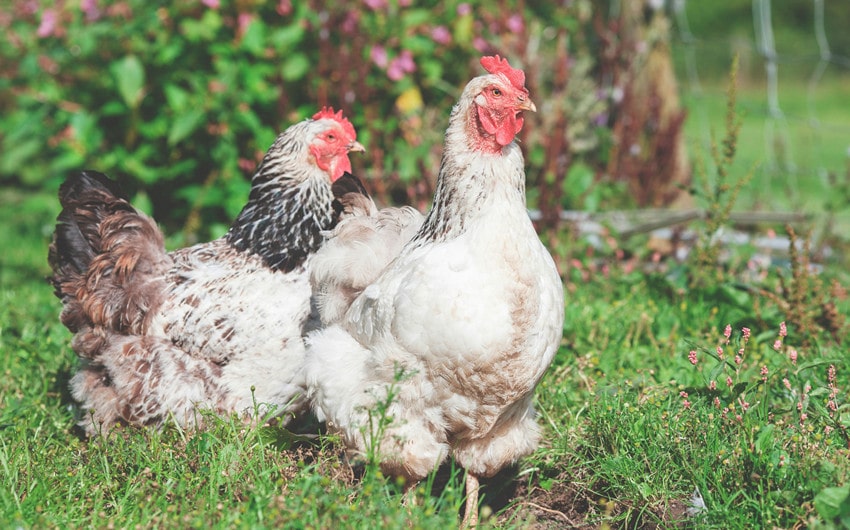 chicken names