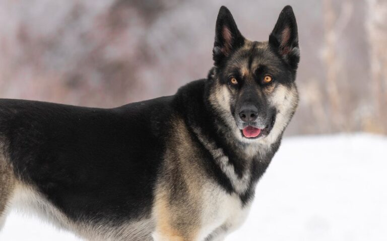 Meet the German Shepherd Husky Mix: A Loyal Hybrid Dog