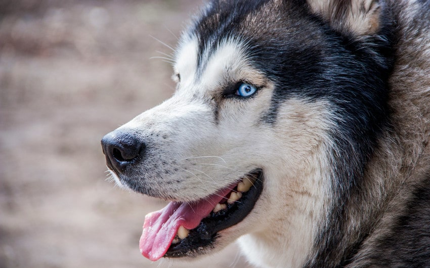 german shepherd husky mix