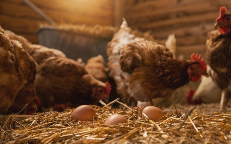 How Do Chickens Get Pregnant? Unveiling the Truth About Eggs