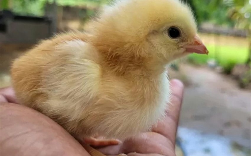 how to tell if a baby chick is male or female