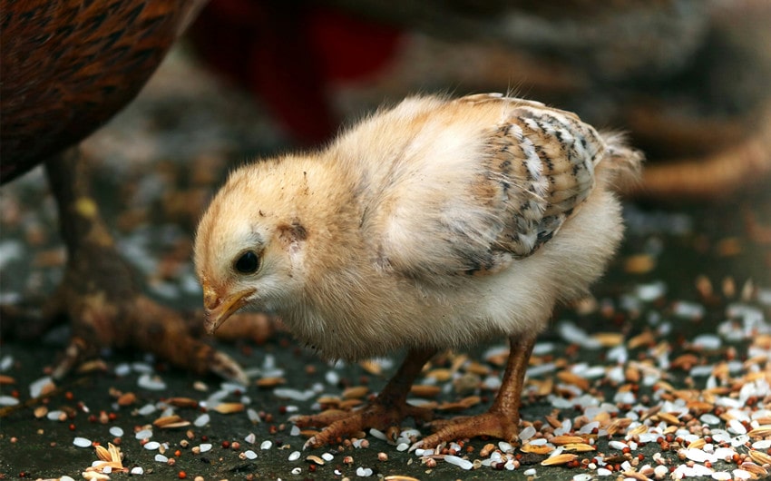 how to tell if a baby chick is male or female