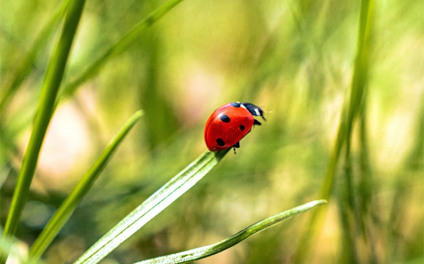 are ladybugs good luck