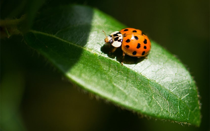 are ladybugs good luck