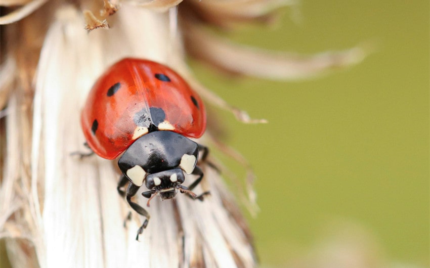 are ladybugs good luck