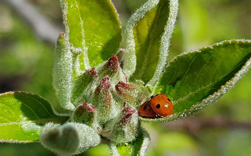 are ladybugs good luck