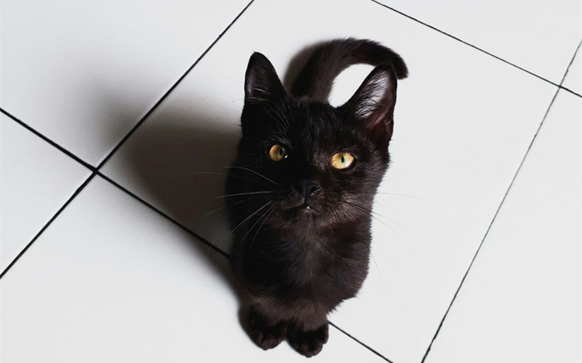 goddess names for black cats