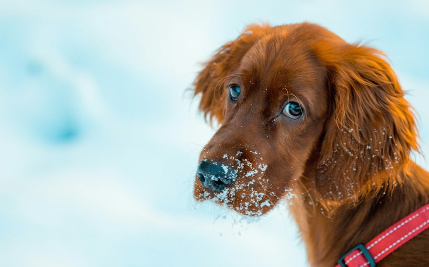 red dog names